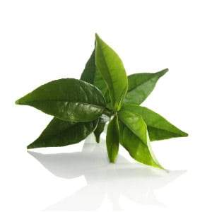 Botanical Japanese Green Tea Toner